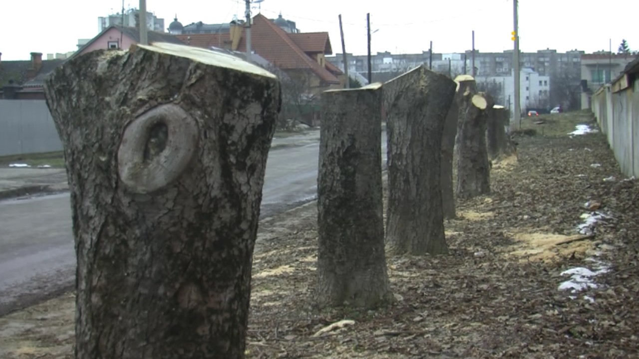 На вулиці Гонгадзе у Луцьку незаконно зрізали  дерева