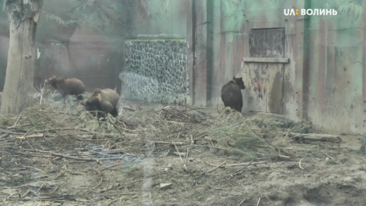 У Луцькому зоопарку після зимової сплячки прокинулися ведмеді