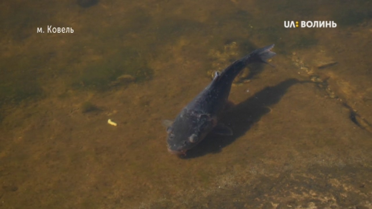 Масова загибель риби у ковельському водосховищі не пов’язана з проведеним раніше зарибленням водойми