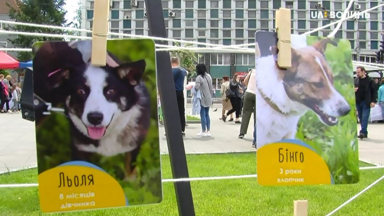 11 безпритульних собак знайшли господарів на фестивалі  «Мокрі носики»