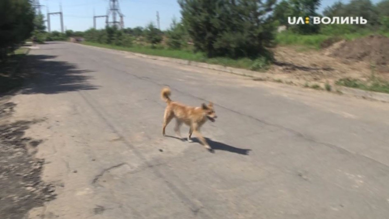 У селі біля Луцька проблема з бездомними псами