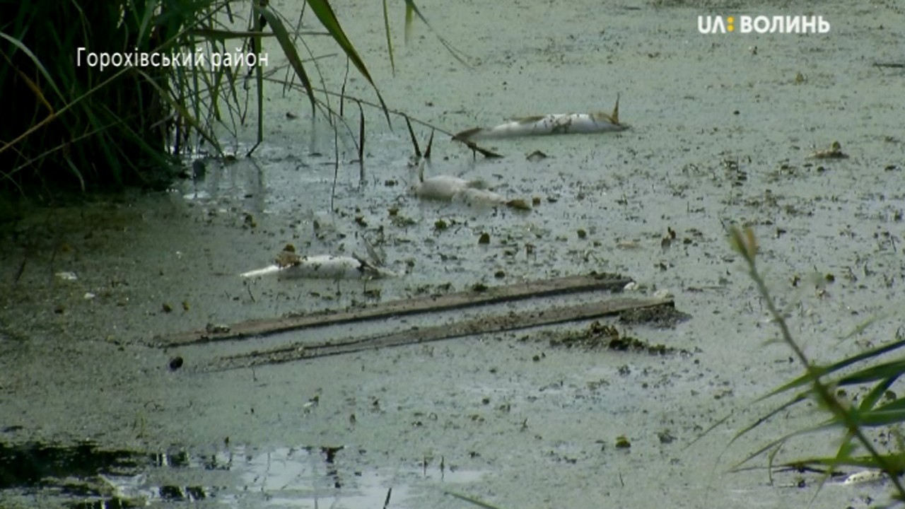 У річці Малинівка на Горохівщині масово гинула риба