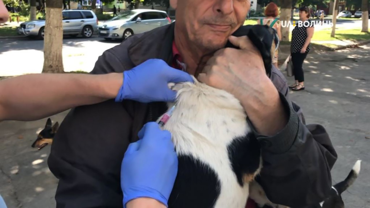У Луцьку безкоштовно вакцинували домашніх котів і собак